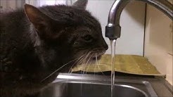 Le vieux pote du Druide - Un chat eaunologue test l'eau du robinet