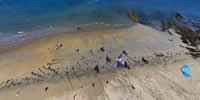 breizh-kam.fr, les cerfs-volants de Michel Gressier sur l'île d'Yeu N° 114
