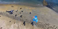 breizh-kam.fr, les cerfs-volants de Michel Gressier sur l'île d'Yeu N° 118