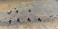 breizh-kam.fr, les cerfs-volants de Michel Gressier sur l'île d'Yeu N° 122
