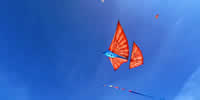 breizh-kam.fr, les cerfs-volants de Michel Gressier sur l'île d'Yeu N° 188